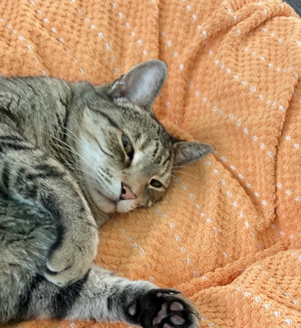 The tabby cat known as Spartacus, lying on a salmon colored towel.